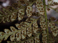 Polystichum haleakalense