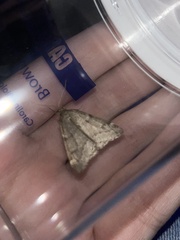 Alsophila pometaria