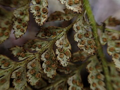 Polystichum haleakalense