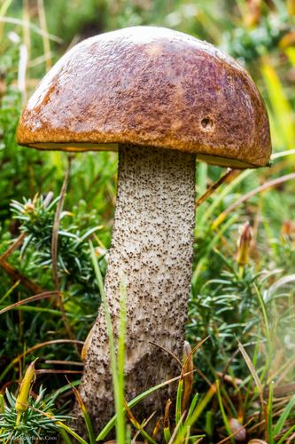 Orange Birch Bolete