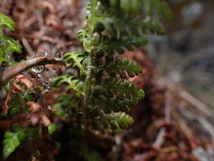 Polystichum haleakalense