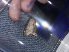 Alsophila pometaria