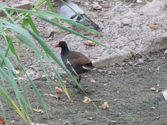 Gallinula chloropus