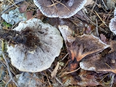 Hydnellum aurantiacum