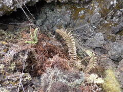 Polystichum haleakalense