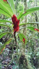 Columnea dimidiata