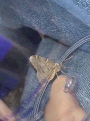 Alsophila pometaria