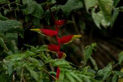 Heliconia rostrata