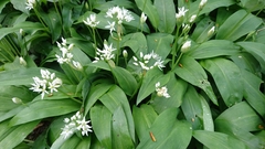 Allium ursinum