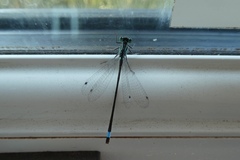 Ischnura elegans