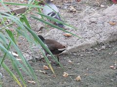Gallinula chloropus