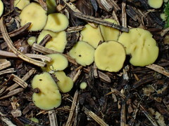 Podophacidium xanthomelum