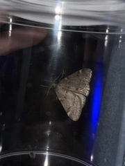 Alsophila pometaria