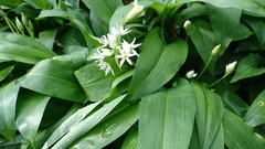 Allium ursinum