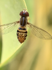 Toxomerus pulchellus