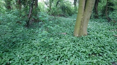 Allium ursinum