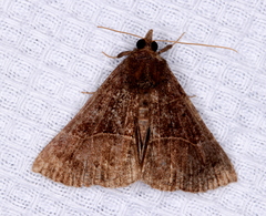 Hypena deceptalis