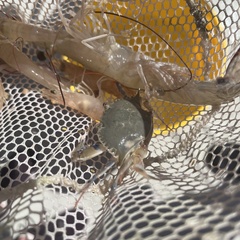 Callinectes similis