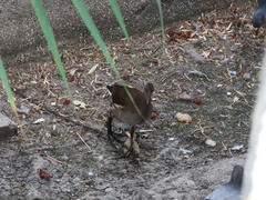 Gallinula chloropus