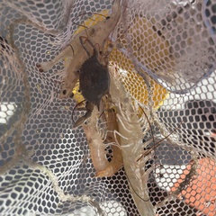 Callinectes similis