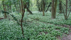 Allium ursinum
