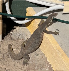 Varanus panoptes panoptes