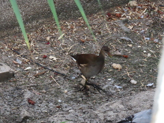 Gallinula chloropus