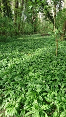 Allium ursinum