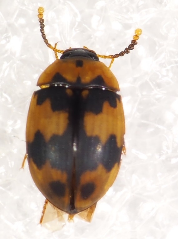 Lelegeis nigrifrons