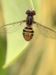 Toxomerus pulchellus