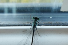 Ischnura elegans