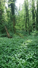 Allium ursinum