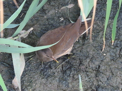 Gallinula chloropus