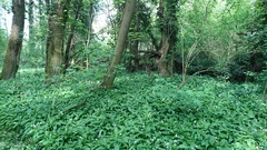 Allium ursinum