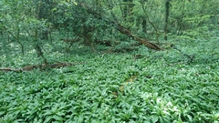 Allium ursinum