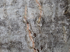 Nylanderia jaegerskioeldi