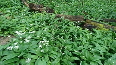 Allium ursinum