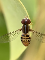 Toxomerus pulchellus