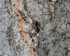 Nylanderia jaegerskioeldi