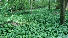 Allium ursinum