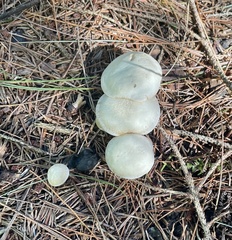 Clitocybe fragrans