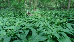Allium ursinum
