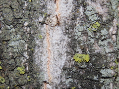 Nylanderia jaegerskioeldi