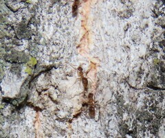 Nylanderia jaegerskioeldi