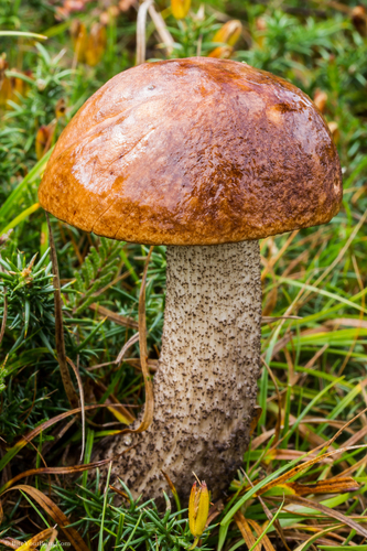 Orange Birch Bolete