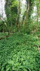 Allium ursinum