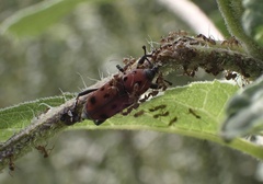 Rhodobaenus