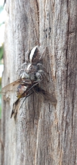 Megafreya sutrix