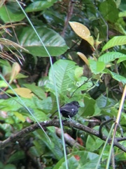 Sporophila corvina