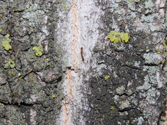 Nylanderia jaegerskioeldi